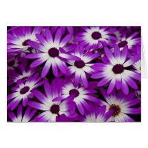 Hybrid- Cinerariakort