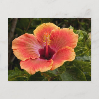 Hybrid Hibiscus Vykort