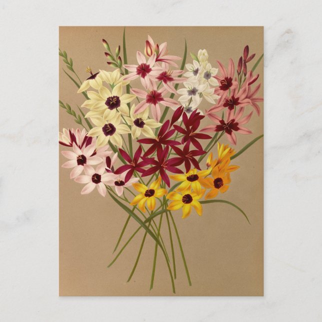 Hybrid Ixias av Arentina Hendrica Arendsen Vykort (Framsida)