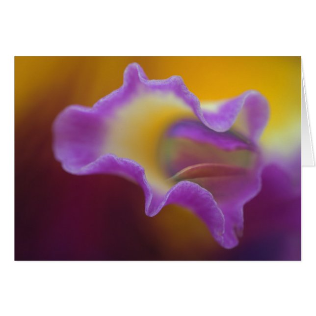 Hybrid orchid, Florida Hälsningskort (Framsidan Horizontal)