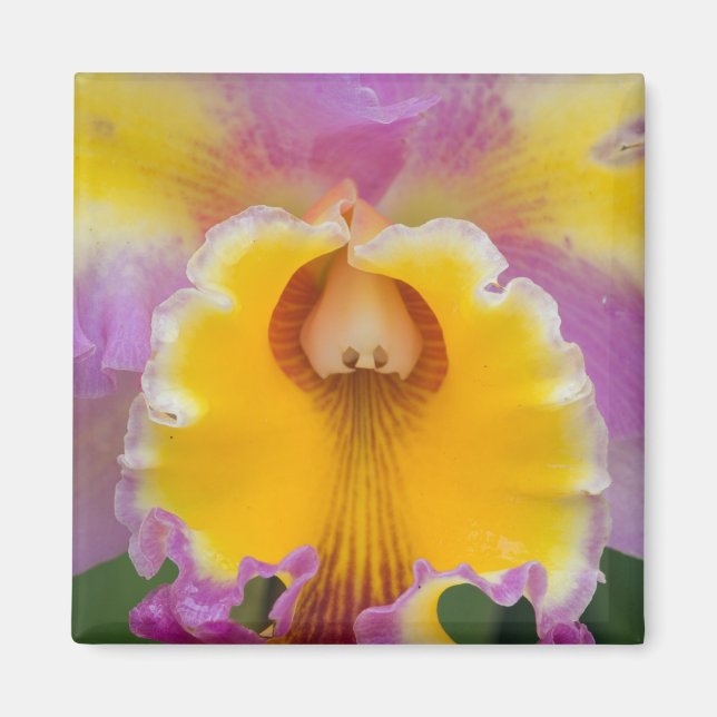 Hybrid orchid, Florida Magnet (Framsidan)