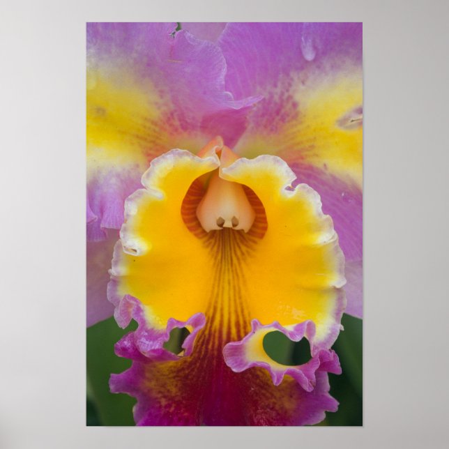 Hybrid orchid, Florida Poster (Framsidan)