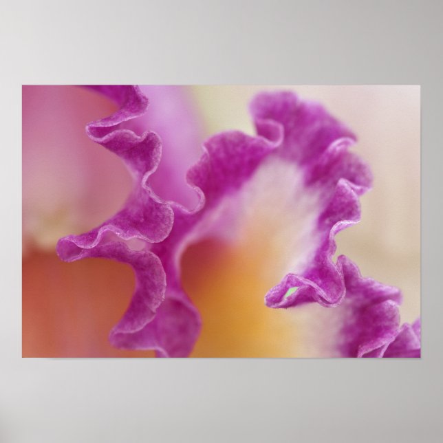 Hybrid orchid nära-up, Delray Beach, Florida Poster (Framsidan)