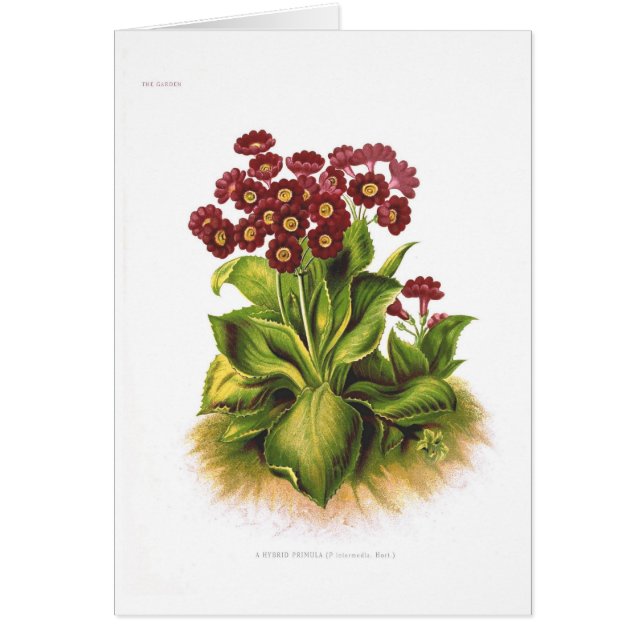 Hybrid- Primula Hälsningskort (Framsidan)