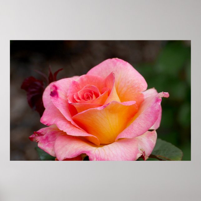 Hybrid Ro Poster (Framsidan)