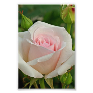 Hybrid- rosa Ophelia steg Fototryck