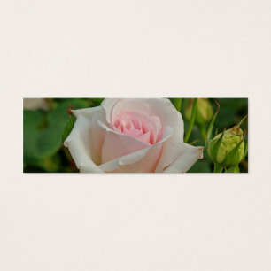 Hybrid- rosa Ophelia steg Litet Visitkort