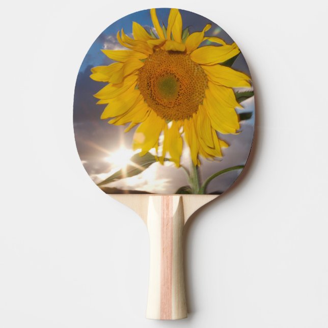 Hybrid solros som vajar i vinden vid skymning pingisracket (Framsidan)