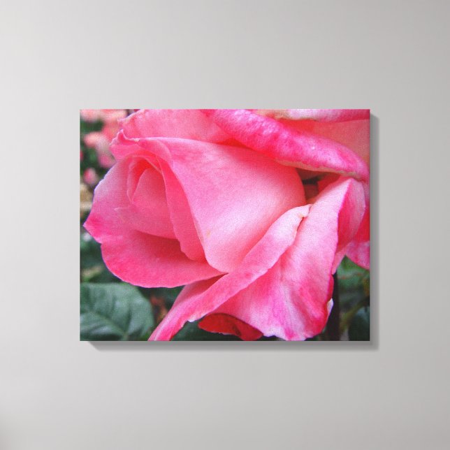Hybrid Tea Ro Barbara Bush på Canvas (Framsida)