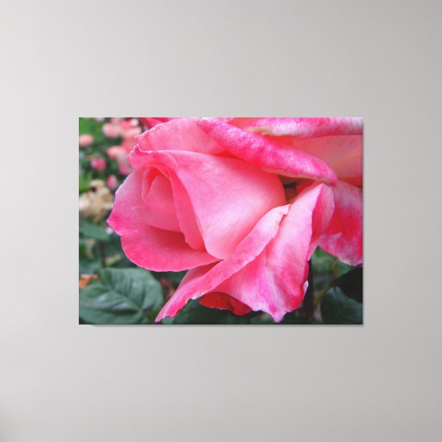Hybrid Tea Ro Barbara Bush på Canvas (Framsida)