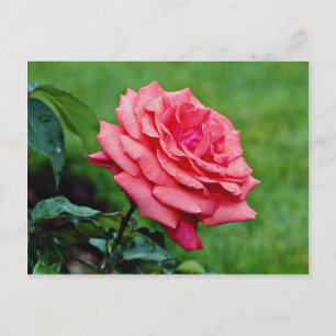 Hybrid Tea Ro 'Fragrant Cloud' Vitblommor Vykort