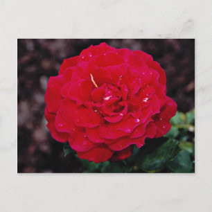 Hybrid Tea Ro 'Mister Lincoln' Vitblommor Vykort