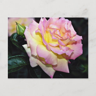 Hybrid Tea Ro 'Peace' Vitblommor Vykort