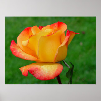 Hybrid Tea Ro Rio Samba Poster
