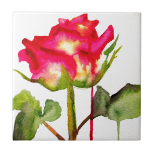 Hybrid Tea Ro vattenfärgsmodern blomkonst Kakelplatta