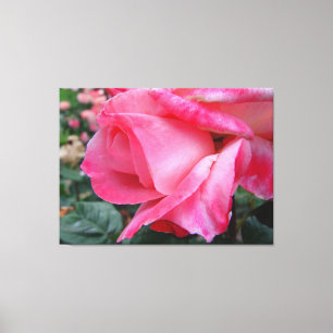 Hybrid- Tea rosa Barbara Bush på kanfas Canvastryck