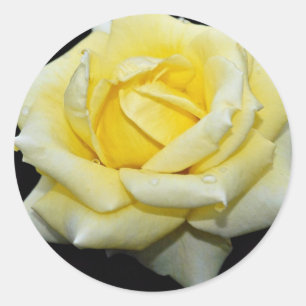 Hybrid- Tea steg "Helmut Schmidt" vitblommor Runt Klistermärke