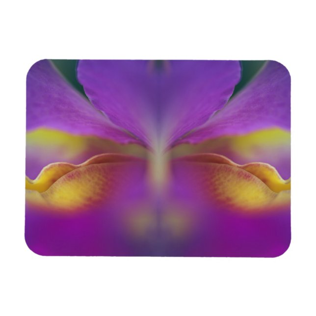Hybridorkidé, Florida 2 Magnet (Horisontell)