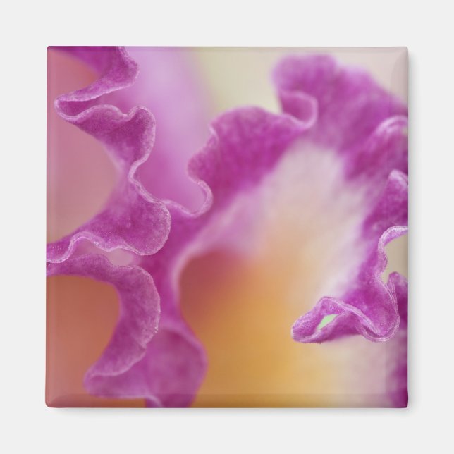 Hybridorkidé närbild, Delray Beach, Florida Magnet (Framsidan)