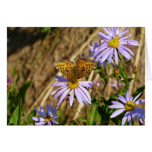 Hydaspe fritillaria på lila asterblommor hälsningskort (Framsidan Horizontal)