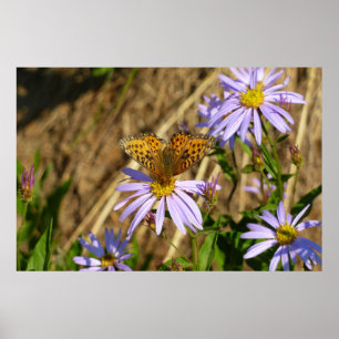 Hydaspe Fritillary on Lila Aster Flowers Poster