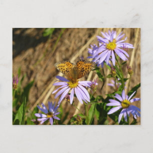Hydaspe Fritillary on Lila Aster Flowers Vykort