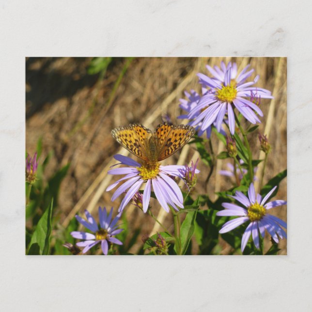 Hydaspe Fritillary on Lila Aster Flowers Vykort (Framsida)