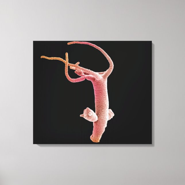 Hydra Littoralis Canvastryck (Framsida)