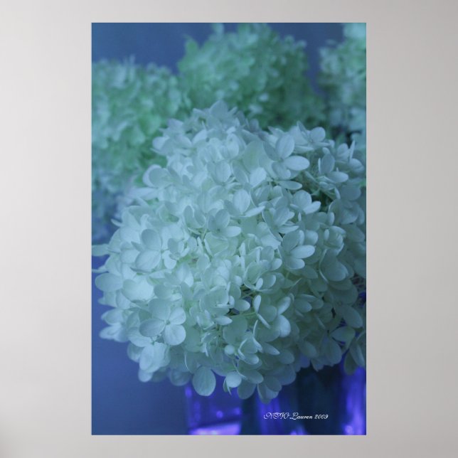 Hydrangea 11 poster (Framsidan)