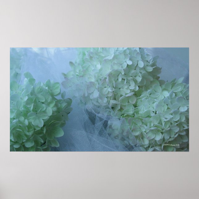 Hydrangea 19 poster (Framsidan)