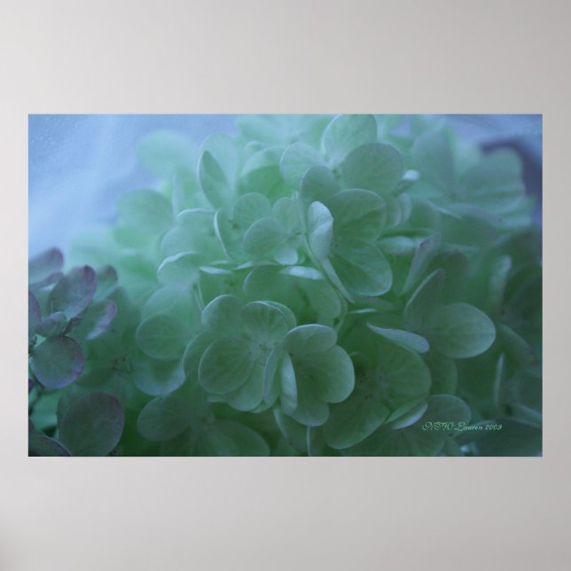 hydrangea 1 poster (Framsidan)