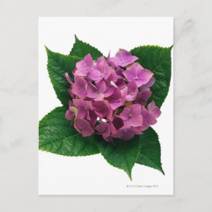 Hydrangea 5 vykort