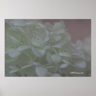 Hydrangea 6 poster