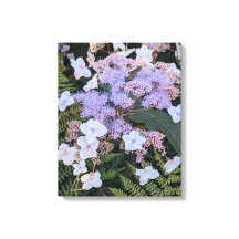 Hydrangea Aspera Flowers Blommigt