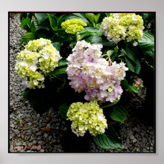 Hydrangea Big Pappa Poster