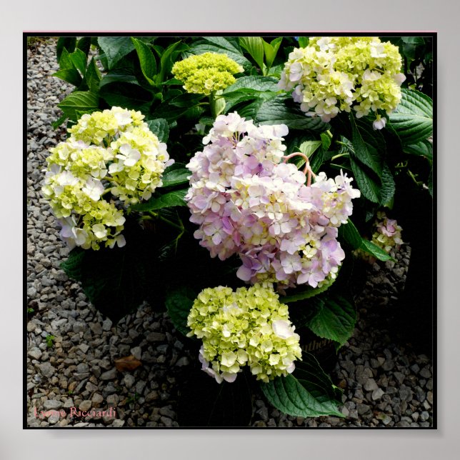 Hydrangea Big Pappa Poster (Framsidan)