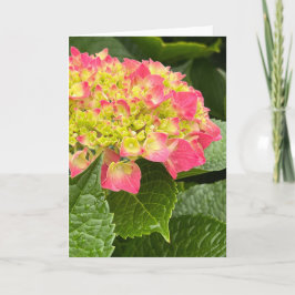 Hydrangea Blanka anteckningskort