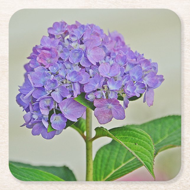 Hydrangea Blommar Party Underlägg Papper Kvadrat (Framsidan)