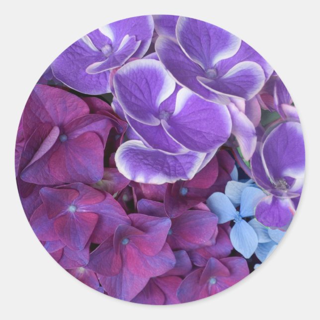 Hydrangea-Blommar Runt Klistermärke (Framsida)