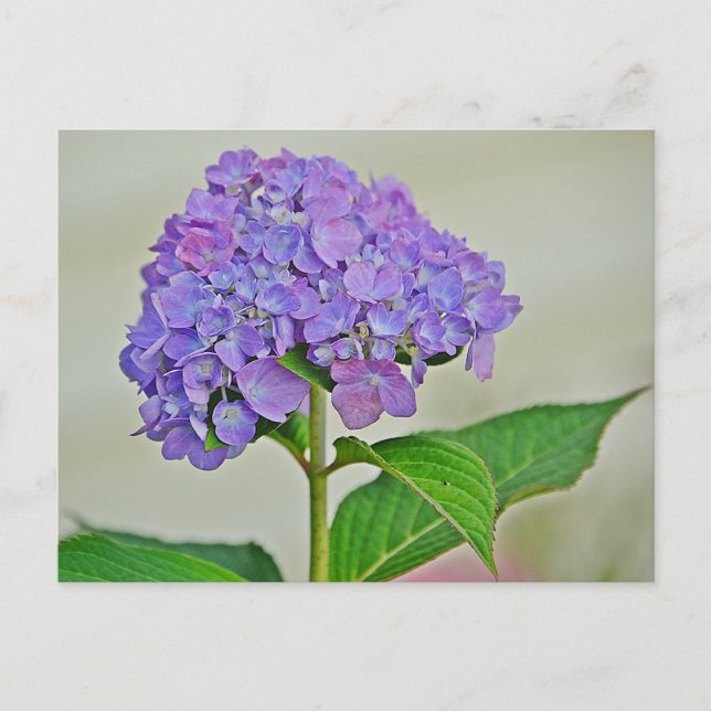 Hydrangea-Blommar Vykort (Framsida)