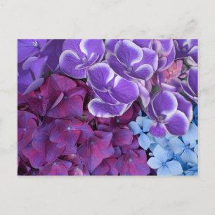Hydrangea-Blommar Vykort