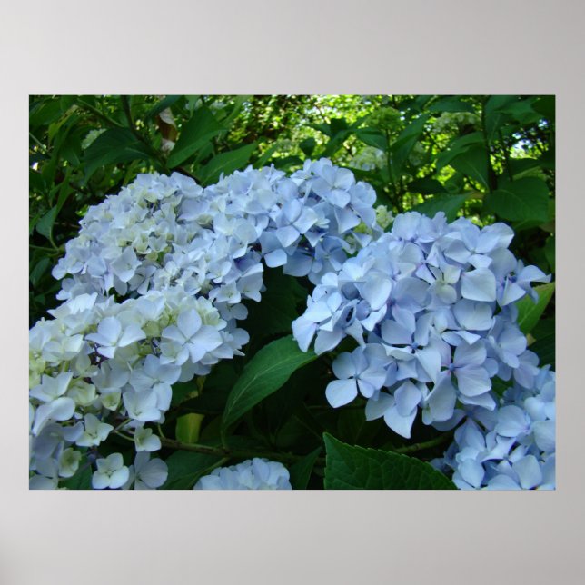 Hydrangea Blomsterträdgård art skriver ut Blue Hyd Poster (Framsidan)