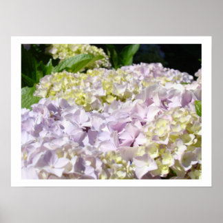 Hydrangea Blomsterträdgård Fina konsttryck Hydrang Poster