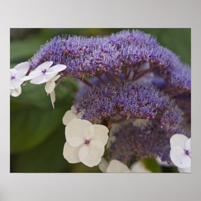 Hydrangea bloom, dr Sol Yat-Sen kinesisk trädgård Poster (Framsidan)