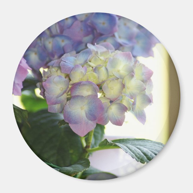 Hydrangea Blooms Magnet (Framsidan)