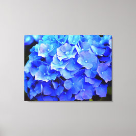 Hydrangea Blues Canvastryck