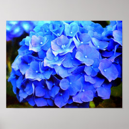 Hydrangea Blues Poster