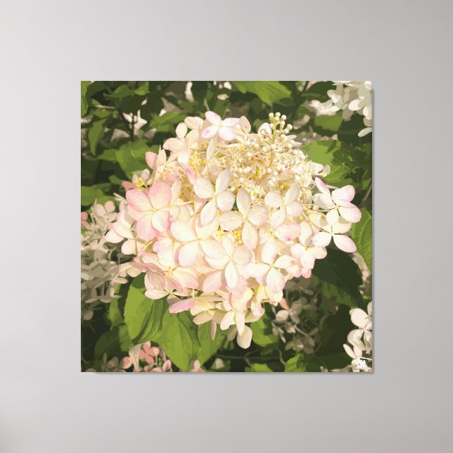 Hydrangea - Blush - Canvas Print (Framsida)