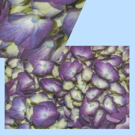 Hydrangea Botanisk Blommigt för Lila Fotografisk f