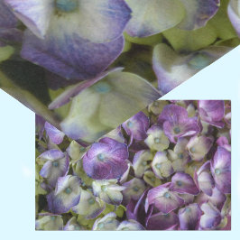 Hydrangea Botanisk Blommigt Fotografisk Lila